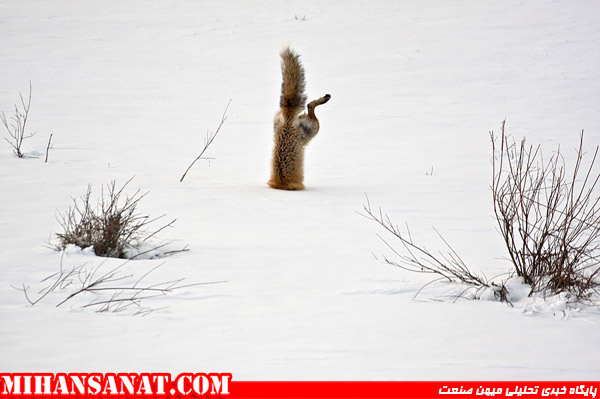 http://www.mihansanat.ir/upload/img/Red-Fox-catching-mouse-under-snow-jpg_175240.jpg