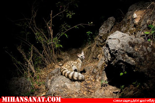 http://www.mihansanat.ir/upload/img/best-camera-trap-pictures-2012-gennet_62062_600x450.jpg