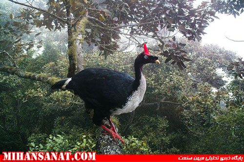 http://www.mihansanat.ir/upload/img/best-camera-trap-pictures-2012-horned-guan-bird_62063_600x450.jpg