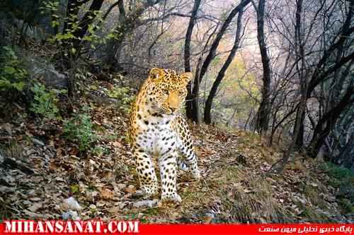 http://www.mihansanat.ir/upload/img/best-camera-trap-pictures-2012-leopard_62064_600x450.jpg