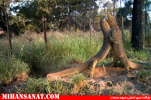 http://www.mihansanat.ir/upload/img/best-camera-trap-pictures-2012-monitors_62065_600x450.jpg