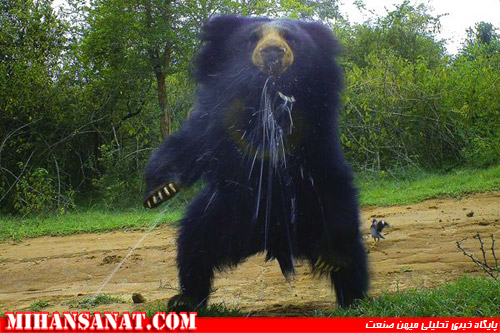 http://www.mihansanat.ir/upload/img/best-camera-trap-pictures-2012-spitting-bear_62066_600x450.jpg