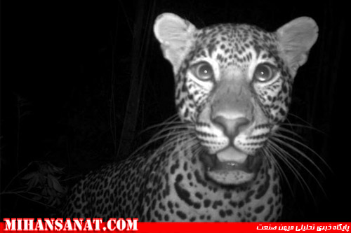 http://www.mihansanat.ir/upload/img/big-cats-rare-antelope-elephant-camera-trap-kenya-forest-animals-leopard_38045_600x450.jpg
