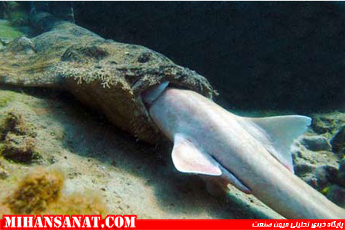 http://www.mihansanat.ir/upload/img/carpet-shark-swallows-bamboo-shark-front_48651_600x450.jpg