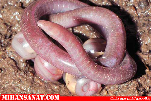 http://www.mihansanat.ir/upload/img/new-species-burrowing-caecilian-adult-with-eggs_48944_600x450.jpg