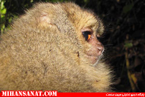 http://www.mihansanat.ir/upload/img/new-species-found-peru-andes-night-monkey_59693_600x450.jpg
