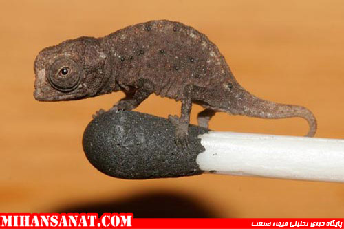 http://www.mihansanat.ir/upload/img/tiniest-chameleon-found-match_48801_600x450.jpg